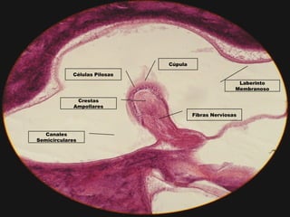 Fibras Nerviosas
Laberinto
Membranoso
Cúpula
Crestas
Ampollares
Canales
Semicirculares
Células Pilosas
 