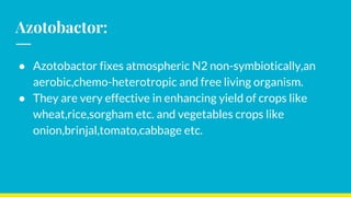 Azotobactor:
● Azotobactor fixes atmospheric N2 non-symbiotically,an
aerobic,chemo-heterotropic and free living organism.
● They are very effective in enhancing yield of crops like
wheat,rice,sorgham etc. and vegetables crops like
onion,brinjal,tomato,cabbage etc.
 