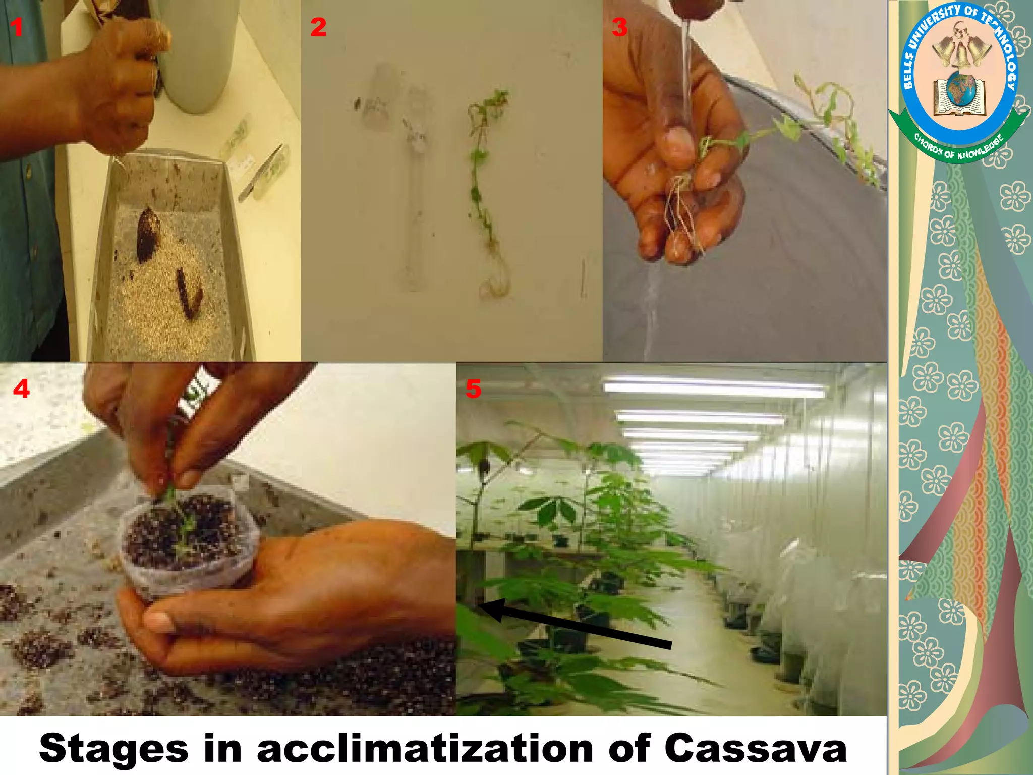 Plant Tissue Culture, Methods and Applications PPT