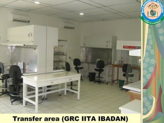 Transfer area (GRC IITA IBADAN)
 