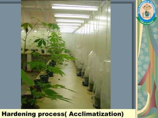 Hardening process( Acclimatization)
 