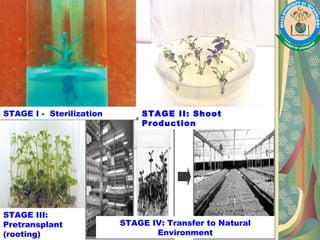 Stages of micropropagation
STAGE IV: Transfer to Natural
Environment
STAGE III:
Pretransplant
(rooting)
STAGE II: Shoot
Production
STAGE I - Sterilization
 