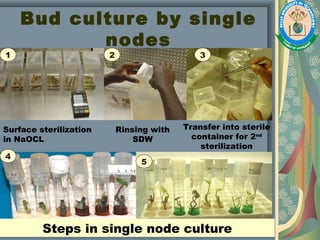 Bud culture by single
nodes
Surface sterilization
in NaOCL
Rinsing with
SDW
Transfer into sterile
container for 2nd
sterilization
Steps in single node culture
1 2 3
4
5
 