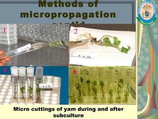Methods of
micropropagation
cont’d
Micro cuttings of yam during and after
subculture
3 4
 