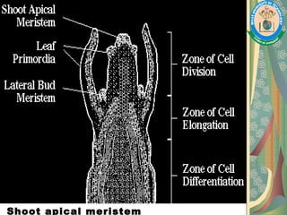 Shoot apical meristem
 
