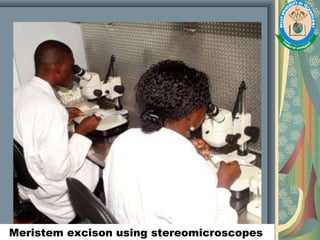 Meristem excison using stereomicroscopes
 