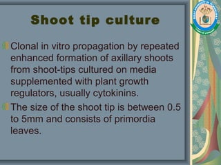 Shoot tip culture
Clonal in vitro propagation by repeated
enhanced formation of axillary shoots
from shoot-tips cultured on media
supplemented with plant growth
regulators, usually cytokinins.
The size of the shoot tip is between 0.5
to 5mm and consists of primordia
leaves.
 