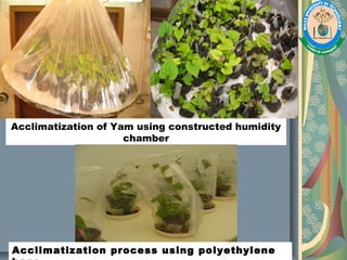 Acclimatization of Yam using constructed humidity
chamber
Acclimatization process using polyethylene
 