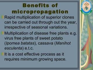 Benefits of
micropropagation
Rapid multiplication of superior clones
can be carried out through out the year,
irrespective of seasonal variations.
Multiplication of disease free plants e.g.
virus free plants of sweet potato
(Ipomea batatas), cassava (Manihot
esculenta) e.t.c.
It is a cost effective process as it
requires minimum growing space.
 