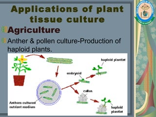 Applications of plant
tissue culture
Agriculture
Anther & pollen culture-Production of
haploid plants.
 