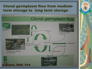 Clonal germplasm flow from medium-
term storage to long term storage
D.Dumet, 2009. IITA
 