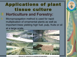 Applications of plant
tissue culture
Horticulture and Forestry:
Micropropagation method is used for rapid
multiplication of ornamental plants as well as
important trees yielding high fuel, pulp, fruits or oil
at a large scale.
 