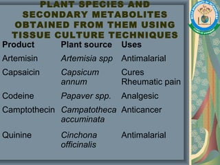 PLANT SPECIES AND
SECONDARY METABOLITES
OBTAINED FROM THEM USING
TISSUE CULTURE TECHNIQUES
Product Plant source Uses
Artemisin Artemisia spp Antimalarial
Capsaicin Capsicum
annum
Cures
Rheumatic pain
Codeine Papaver spp. Analgesic
Camptothecin Campatotheca
accuminata
Anticancer
Quinine Cinchona
officinalis
Antimalarial
 