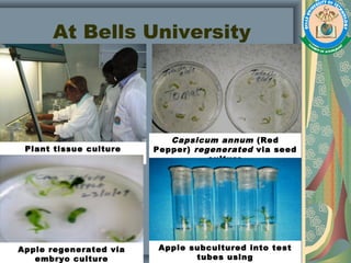 At Bells University
Plant tissue culture
practicals
Capsicum annum (Red
Pepper) regenerated via seed
culture
Apple regenerated via
embryo culture
Apple subcultured into test
tubes using
 