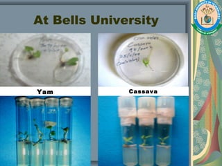 At Bells University
Yam
micropropagation
Cassava
micropropagation
 