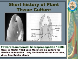 Short history of Plant
Tissue Culture
Toward Commercial Micropropagation 1950s
Morel & Martin 1952 used Meristem-tip culture for
disease elimination. They recovered for the first time,
virus- free Dahlia plants
 