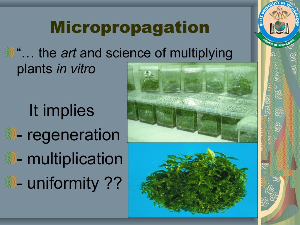 Plant Tissue Culture, Methods and Applications