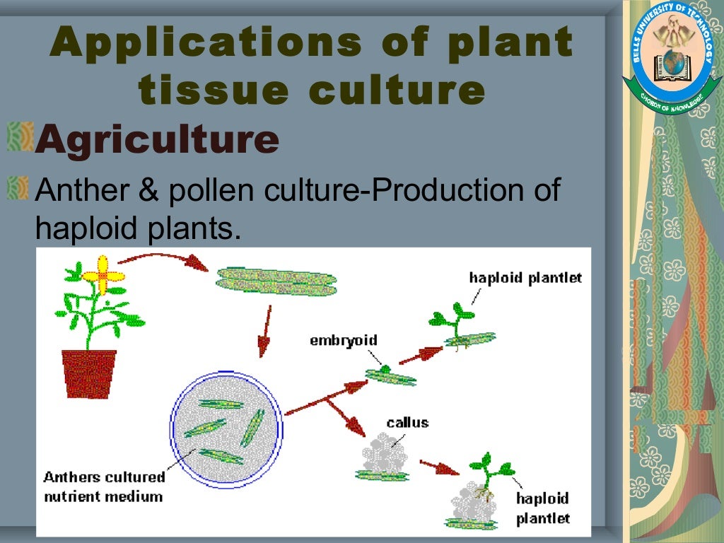 Plant Tissue Culture, Methods and Applications
