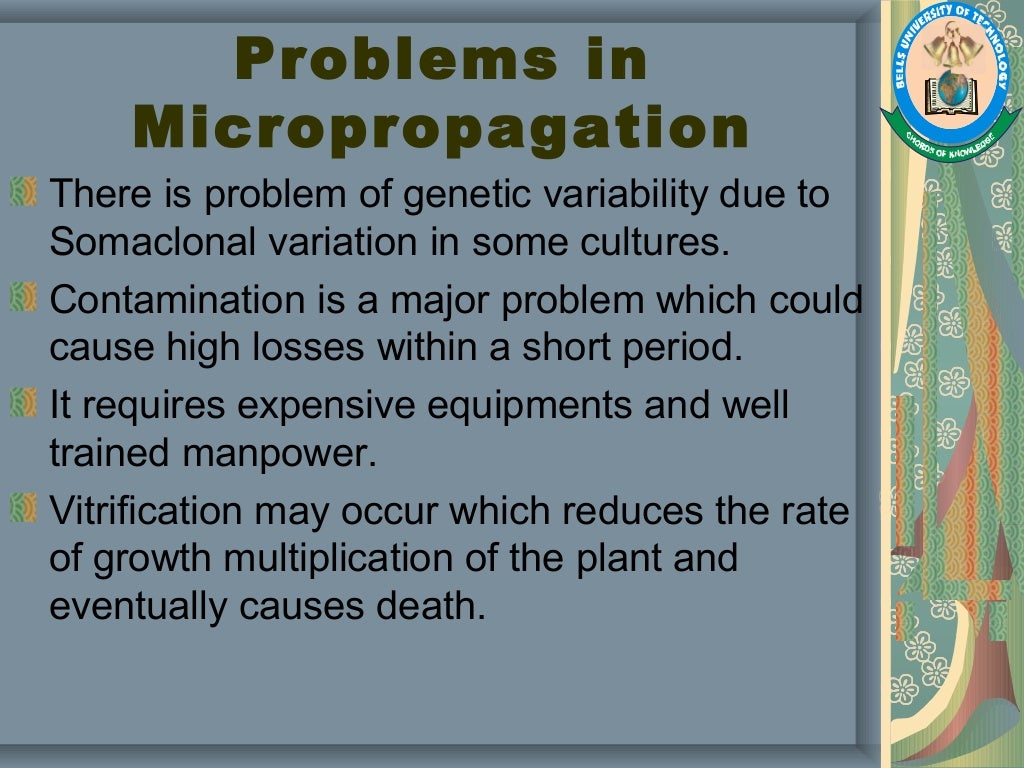 Phd Thesis On Plant Tissue Culture phd thesis on plant tissue culture
