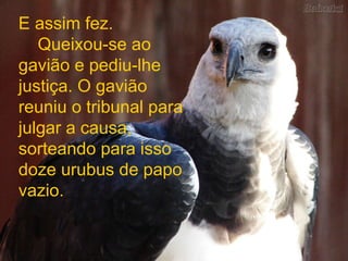 E assim fez.     Queixou-se ao gavião e pediu-lhe justiça. O gavião reuniu o tribunal para julgar a causa, sorteando para isso doze urubus de papo vazio. 