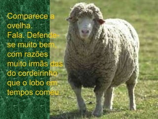 Comparece a ovelha.  Fala. Defende-se muito bem, com razões muito irmãs das do cordeirinho que o lobo em tempos comeu. 
