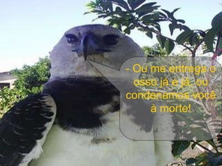 - Ou me entrega o osso já e já, ou condenamos você à morte! 