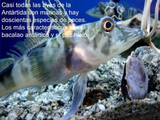 Casi todas las aves de la
Antártida son marinas y hay
doscientas especies de peces.
Los más característicos son el
bacalao antártico y el pez hielo.
 