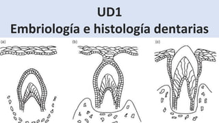 UD1
Embriología e histología dentarias
 