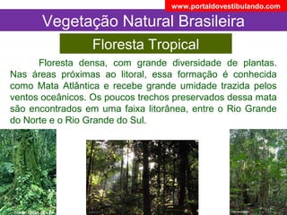 Floresta Tropical
Vegetação Natural Brasileira
Floresta densa, com grande diversidade de plantas.
Nas áreas próximas ao litoral, essa formação é conhecida
como Mata Atlântica e recebe grande umidade trazida pelos
ventos oceânicos. Os poucos trechos preservados dessa mata
são encontrados em uma faixa litorânea, entre o Rio Grande
do Norte e o Rio Grande do Sul.
www.portaldovestibulando.com
 