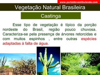 Vegetação Natural Brasileira
Caatinga
Esse tipo de vegetação é típico da porção
nordeste do Brasil, região pouco chuvosa.
Caracteriza-se pela presença de árvores retorcidas e
com muitos espinhos , entre outras espécies
adaptadas à falta de água.
www.portaldovestibulando.com
 