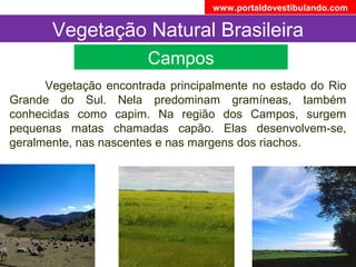 Vegetação Natural Brasileira
Campos
Vegetação encontrada principalmente no estado do Rio
Grande do Sul. Nela predominam gramíneas, também
conhecidas como capim. Na região dos Campos, surgem
pequenas matas chamadas capão. Elas desenvolvem-se,
geralmente, nas nascentes e nas margens dos riachos.
www.portaldovestibulando.com
 