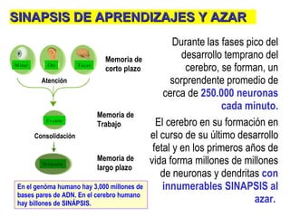 Durante las fases pico  d el desarrollo temprano del cerebro, se forman ,  un sorprendente promedio  de  cerca de  250.000 neuronas cada minuto . El cerebro en su formación en el curso de su último desarrollo fetal y en los primeros años de vida forma millones de millones de   neuronas y dendritas  con innumerables  SINAPSIS  al azar .   SINAPSIS DE APRENDIZAJES Y AZAR Mirar Oir Tocar Evento Memoria Atención Consolidación Memoria de corto plazo Memoria de Trabajo Memoria de largo plazo En el genóma humano hay 3,000 millones de bases pares de ADN. En el cerebro humano hay billones de SINÁPSIS. 