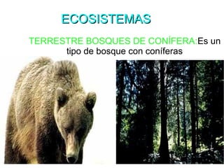 ECOSISTEMAS
TERRESTRE BOSQUES DE CONÍFERA:Es un
      tipo de bosque con coníferas
 