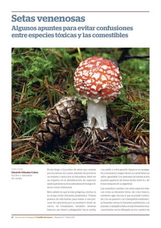 14 | Asociación de Amigos delCastillodeLoarre | Número23 | Otoño2011
Setas venenosas
Algunos apuntes para evitar confusiones
entre especies tóxicas y las comestibles
El micólogo o buscador de setas que camine
por las sierras de Loarre, además de practicar
un respeto o amor por la naturaleza, debe ser
un experto en la identificación de especies
dadalapresenciaenlanaturalezadehongostó-
xicos o muy venenosos.
Bien sabido es que la más peligrosa, mortal, es
la oronja verde (Amanita phalloides). Treinta
gramos de ella bastan para matar a una per-
sona. Se caracteriza por su sombrero verde oli-
váceo, de tonalidades variables, láminas
blancas, pie blanco adelgazado hacia arriba,
con anillo y volva grande. Aparece en quejiga-
lesyencinaresy,segúndicen,sucarnetieneun
sabor agradable. Los síntomas de intoxicación
pueden aparecer de forma tardía, entre 8 y 40
horas después de su ingestión.
Las amanitas cuentan con otras especies tóxi-
cas como la Amanita verna -de color blanco,
sombrero algo viscoso y que se puede confun-
dir con un parasol o un champiñón estilizado-,
la Amanita virosa, la Amanita pantherina, o la
popularysimpáticafalsaoronja(Amanitamus-
caria) tantas veces dibujada en los cuentos de
TEXTO Y FOTO:
Eduardo Viñuales Cobos
Escritor y naturalista
de campo.
 