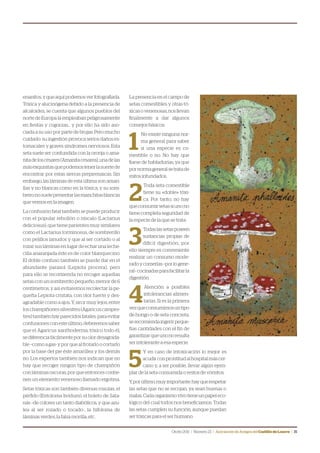 Otoño2011 | Número23 | Asociación de Amigos delCastillodeLoarre | 15
enanitos, y que aquí podemos ver fotografiada.
Tóxica y alucinógena debido a la presencia de
alcaloides, se cuenta que algunos pueblos del
norte de Europa la empleaban peligrosamente
en fiestas y cogorzas… y por ello ha sido aso-
ciada a su uso por parte de brujas. Pero mucho
cuidado: su ingestión provoca serios daños es-
tomacales y graves síndromes nerviosos. Esta
seta suele ser confundida con la oronja o ama-
nitadeloscésares(Amanitacesarea),unadelas
másexquisitasquepodemostenerlasuertede
encontrar por estas sierras prepirenaicas. Sin
embargo, las láminas de esta última son amari-
llas y no blancas como en la tóxica, y su som-
breronosuelepresentarlasmanchitasblancas
que vemos en la imagen.
La confusión fatal también se puede producir
con el popular rebollón o níscalo (Lactarius
deliciosus), que tiene parientes muy similares
como el Lactarius torminosus, de sombrerillo
con pelillos lanudos y que al ser cortado o al
rozar sus láminas en lugar de echar una leche-
cilla anaranjada éste es de color blanquecino.
El doble confuso también se puede dar en el
abundante parasol (Lepiota procera), pero
para ello se recomienda no recoger aquellas
setas con un sombrerito pequeño, menor de 6
centímetros, y así evitaremos recolectar la pe-
queña Lepiota cristata, con olor fuerte y des-
agradable como a ajos. Y, sin ir muy lejos, entre
los champiñones silvestres (Agaricus campes-
tres) también hay parecidos fatales: para evitar
confusiones coneste último, deberemos saber
que el Agaricus xanthoderma, tóxico todo él,
sediferenciafácilmente porsuolordesagrada-
ble –como a gas- y por que al frotarlo o cortarlo
por la base del pie éste amarillea y los demás
no. Los expertos también nos indican que no
hay que recoger ningún tipo de champiñón
con láminas oscuras, por que entonces contie-
nen un elemento venenoso llamado ergotina.
Setas tóxicas son también diversas rúsulas, el
pérfido (Entoloma lividum), el boleto de Sata-
nás –de colores un tanto diabólicos, y que azu-
lea al ser rozado o tocado-, la hifoloma de
láminas verdes, la falsa morilla, etc.
La presencia en el campo de
setas comestibles y otras tó-
xicasovenenosas,nosllevan
finalmente a dar algunos
consejos básicos:
1
No existe ninguna nor-
ma general para saber
si una especie es co-
mestible o no. No hay que
fiarse de habladurías, ya que
pornormageneralsetratade
mitos infundados.
2
Toda seta comestible
tiene su «doble» tóxi-
ca. Por tanto, no hay
queconsumirsetassiunono
tiene completa seguridad de
la especie de la que se trata.
3
Todaslassetasposeen
sustancias propias de
difícil digestión, por
ello siempre es conveniente
realizar un consumo mode-
radoycomerlas–porlogene-
ral–cocinadasparafacilitarla
digestión.
4
Atención a posibles
intolerancias alimen-
tarias. Si es la primera
vezqueconsumimosuntipo
de hongo o de seta concreta,
serecomiendaingerirpeque-
ñas cantidades con el fin de
garantizarqueunonoresulta
ser intolerante a esa especie.
5
Y en caso de intoxicación lo mejor es
acudirconprontitudalhospitalmáscer-
cano y, a ser posible, llevar algún ejem-
plar de la seta consumida o restos de vómitos.
Y,porúltimo,muyimportante:hayquerespetar
las setas que no se recojan, ya sean buenas o
malas.Cadaorganismovivotieneunpapeleco-
lógico del cual todos nos beneficiamos. Todas
las setas cumplen su función, aunque puedan
ser tóxicas para el ser humano.
 