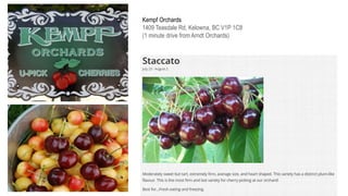 Kempf Orchards
1409 Teasdale Rd, Kelowna, BC V1P 1C8
(1 minute drive from Arndt Orchards)
 
