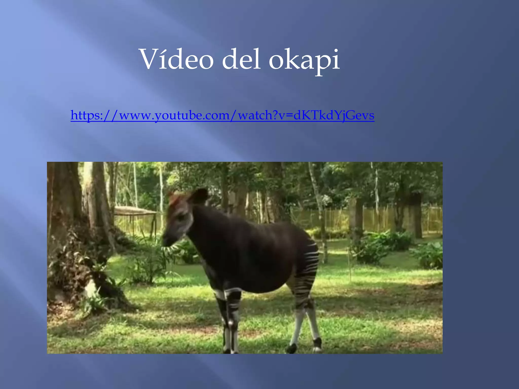 Okapi 4 Okapi | PPTX