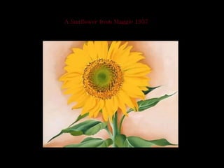 A Sunflower from Maggie 1937 