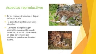 Aspectos reproductivos
 En las regiones tropicales el Jaguar
cría todo el año.
 El período de gestación de unos
cien días.
 La madre escoge un lugar
escondido, una guarida, donde
tener los cachorros. Usualmente
en cada parto nacen dos
cachorros, pueden ser de uno a
cuatro.
 
