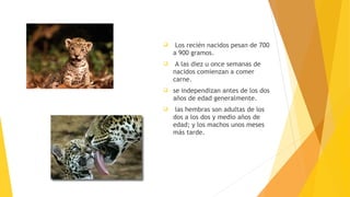  Los recién nacidos pesan de 700
a 900 gramos.
 A las diez u once semanas de
nacidos comienzan a comer
carne.
 se independizan antes de los dos
años de edad generalmente.
 las hembras son adultas de los
dos a los dos y medio años de
edad; y los machos unos meses
más tarde.
 