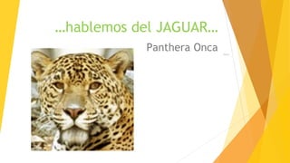 …hablemos del JAGUAR…
Panthera Onca Jaguar
 
