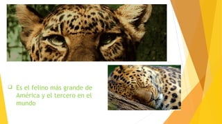 Es el felino más grande de
América y el tercero en el
mundo
 