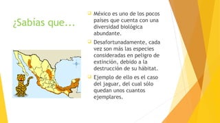 ¿Sabías que...
 México es uno de los pocos
países que cuenta con una
diversidad biológica
abundante.
 Desafortunadamente, cada
vez son más las especies
consideradas en peligro de
extinción, debido a la
destrucción de su hábitat.
 Ejemplo de ello es el caso
del jaguar, del cual sólo
quedan unos cuantos
ejemplares.
 