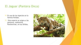 El Jaguar (Pantera Onca)
 Es una de las especies en la
familia Felidae.
 Esta especie se asigna a las
panteras, subfamilia
Pantherinae, en los félidos.
 