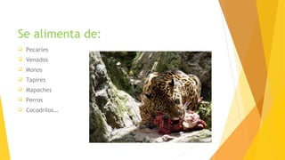 Se alimenta de:
 Pecaríes
 Venados
 Monos
 Tapires
 Mapaches
 Perros
 Cocodrilos…
 