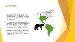Su hábitat
 Su distribución natural comprende
América del Norte, América Central
y América del Sur, desde el suroeste
de los Estados Unidos hasta el norte
de Argentina.
 De Oregon al estado de California
desapareció después y en los estados
de Nuevo México, Arizona y Texas
muy probablemente ya se encuentre
totalmente exterminado el Jaguar
  En México, igual que en la mayor
parte de la distribución, sus
números no son tan altos como una
vez lo fueron.
 