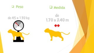 Medida Peso
 