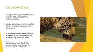 Características
 Los de las subespecies más grandes
tienen un peso promedio de 100
Kilogramos.
 Su alimentación se basa de animales
grandes y de otros animales no tan
grandes como tortugas y peces.
 Un jaguar adulto grande puede llegar
a medir hasta 1.7 metros de
longitud, con una altura en los
hombros de 75 cm
 Se le estima una longevidad en
cautividad de unos veinte años,
aunque un ejemplar alcanzó los
treinta y dos años de edad.
 