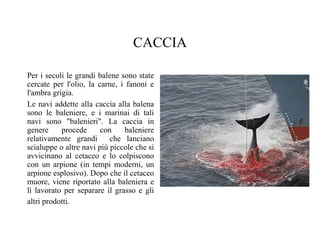 CACCIA
Per i secoli le grandi balene sono state
cercate per l'olio, la carne, i fanoni e
l'ambra grigia.
Le navi addette alla caccia alla balena
sono le baleniere, e i marinai di tali
navi sono "balenieri". La caccia in
genere
procede
con
baleniere
relativamente grandi
che lanciano
scialuppe o altre navi più piccole che si
avvicinano al cetaceo e lo colpiscono
con un arpione (in tempi moderni, un
arpione esplosivo). Dopo che il cetaceo
muore, viene riportato alla baleniera e
lì lavorato per separare il grasso e gli
altri prodotti.

 
