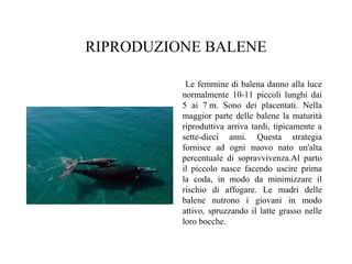 RIPRODUZIONE BALENE
Le femmine di balena danno alla luce
normalmente 10-11 piccoli lunghi dai
5 ai 7 m. Sono dei placentati. Nella
maggior parte delle balene la maturità
riproduttiva arriva tardi, tipicamente a
sette-dieci anni. Questa strategia
fornisce ad ogni nuovo nato un'alta
percentuale di sopravvivenza.Al parto
il piccolo nasce facendo uscire prima
la coda, in modo da minimizzare il
rischio di affogare. Le madri delle
balene nutrono i giovani in modo
attivo, spruzzando il latte grasso nelle
loro bocche.

 